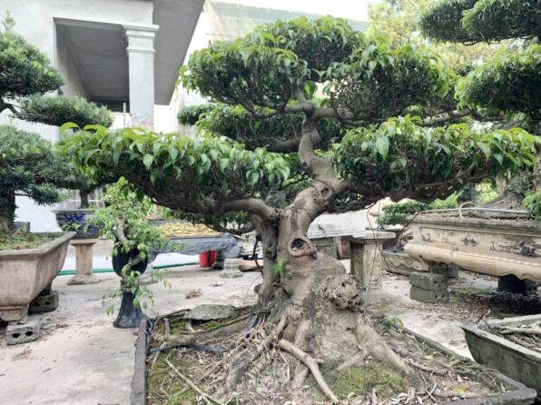 Cây Sanh Nam Điền bonsai dáng gọn với lá xanh bóng và bố cục hài hòa trong khung hình