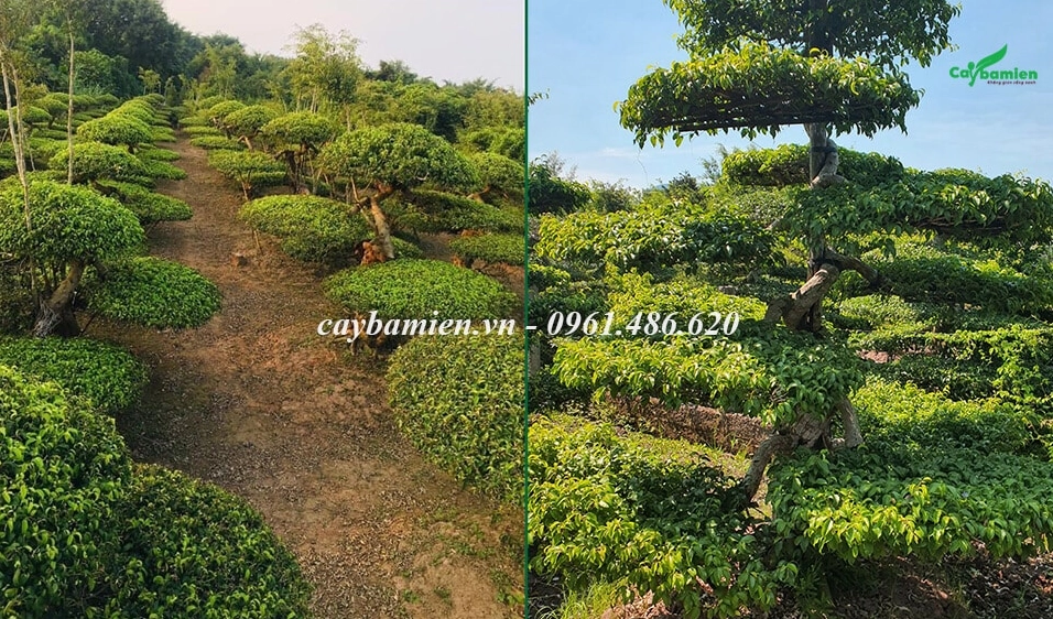Cây Sanh Nam Điền đẹp được chăm sóc kỹ với thân chắc và tán xanh hài hòa trong khu vườn
