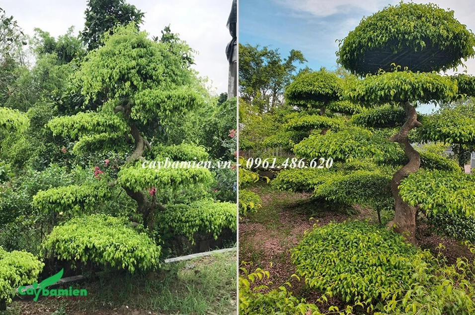 Cây Sanh Nam Điền lâu năm mang vẻ bề thế với thân già và bộ tán phát triển đầy đặn