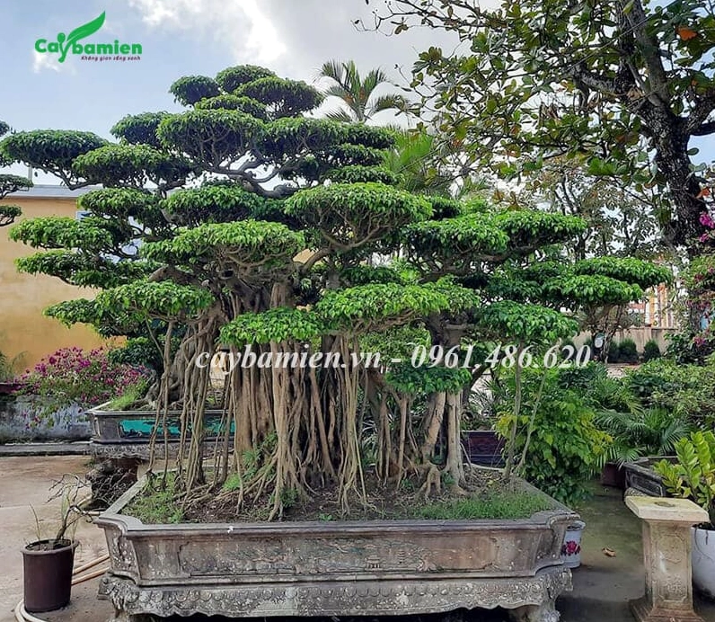 Cây Sanh Nam Điền phong thủy dáng bonsai cân đối nổi bật trên nền sân vườn thoáng sáng