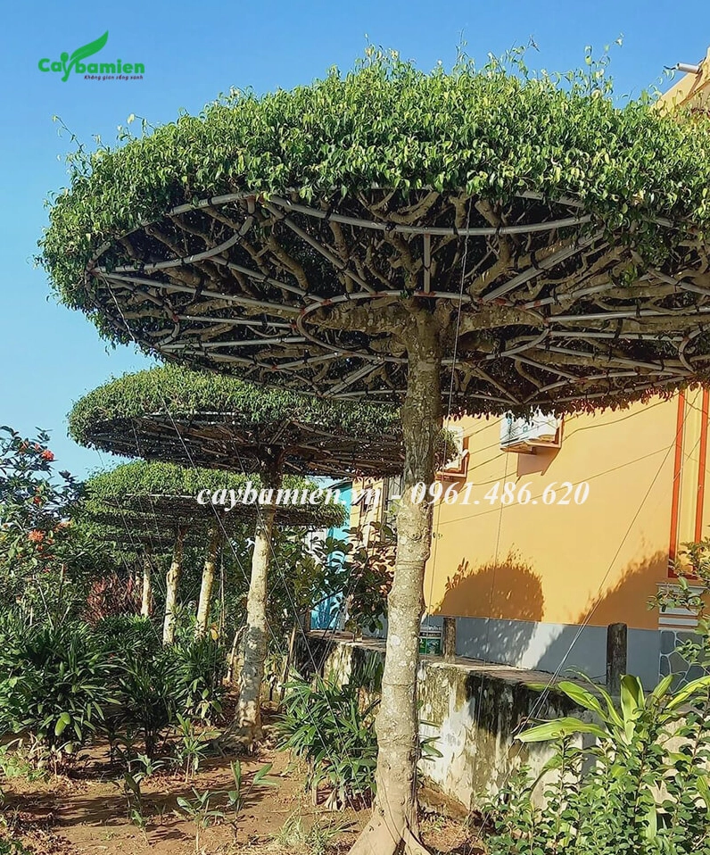 Cây Sanh Nam Điền phong thủy với tán tròn một tầng xanh dày tạo hình trang nhã