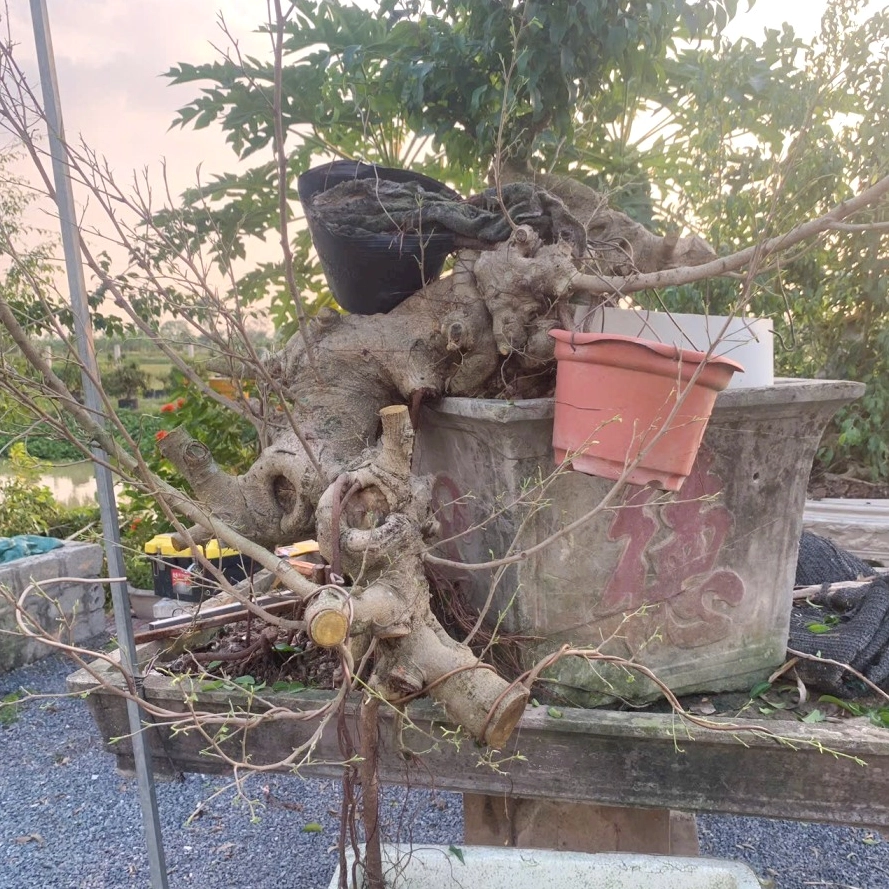 Cây Sanh Trực cổ thụ với thân lớn, vỏ già và tán lá xanh dày nổi bật trong không gian sân vườn