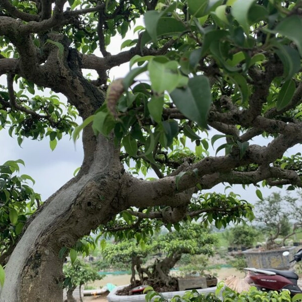 Cây sanh trực đẹp với gốc khỏe, thân thẳng và tán lá ôm tròn trong chậu cảnh truyền thống