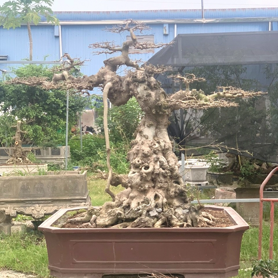 Cây Sanh Trực hoàn thiện có dáng cổ kính, bộ bệ rễ đẹp và tán lá sum suê xanh mát