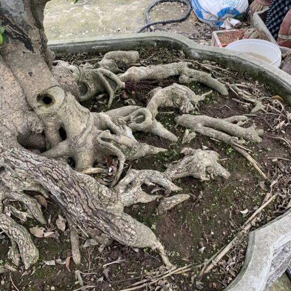 Cây sanh trực miền Bắc được tạo tán gọn gàng, lá xanh sáng và bố cục hài hòa