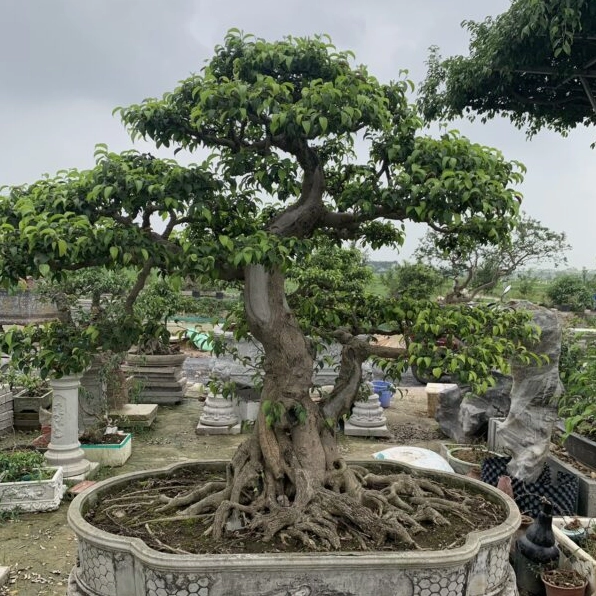 Cây Sanh Trực trong chậu với dáng thân cao, tán lá nhiều tầng và nền sân vườn thoáng sáng