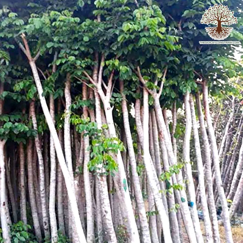 Cây Sao Đen cao khỏe với tán lá dày và dáng cây mạnh mẽ giữa không gian công trình