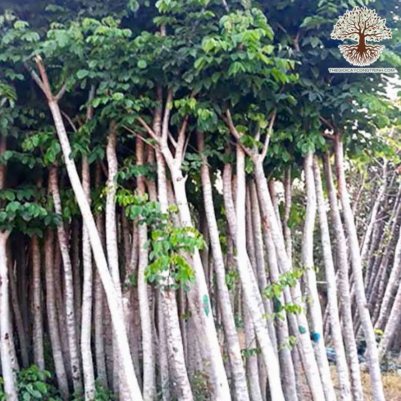 Cây Sao đen cao lớn, tán lá dày và vóc dáng vững chãi trên tuyến cảnh quan đô thị