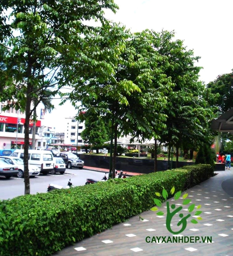 Cây Sao Đen cao lớn trong cảnh quan xanh mát tạo lớp nền tự nhiên cho vườn cây nhiều tầng