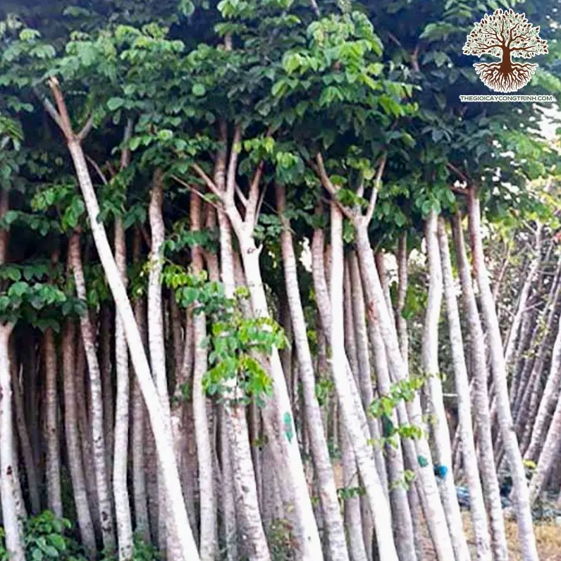 Cây Sao đen công trình có thân cao và tán lá xanh dày trong không gian ngoài trời