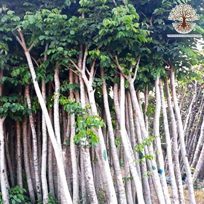Cây Sao đen với dáng cao khỏe và tán lá đậm nổi bật giữa cảnh quan ngoài trời