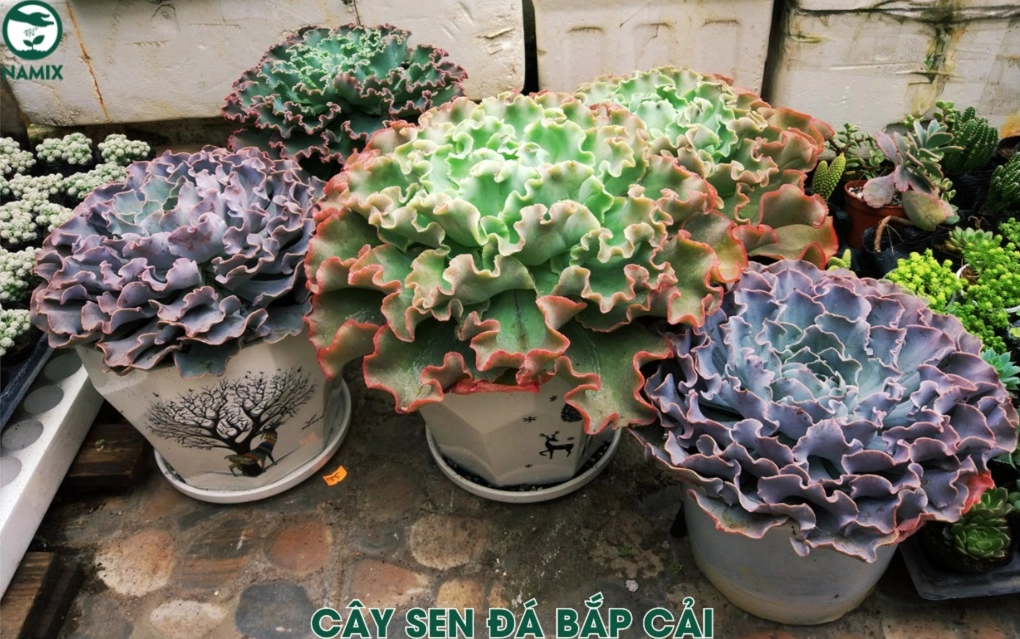Cây Sen Đá Bắp Cải có tâm lá xếp đều và viền lá mềm như lớp váy thiên nhiên