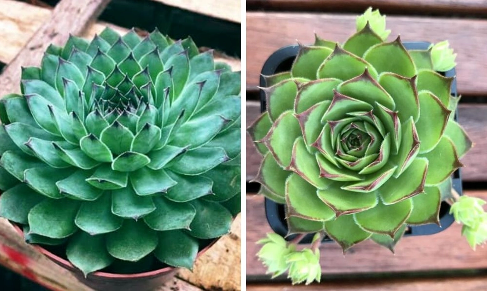 Cây Sen Đá cảnh nhỏ có lá mọng xếp đều, phù hợp trang trí kệ sách và góc học tập