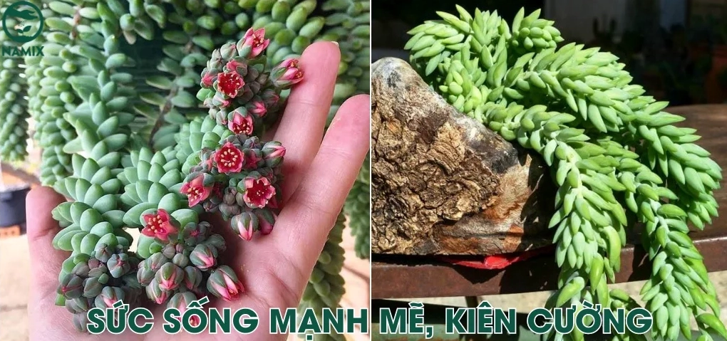 Cây sen đá đẹp mang ý nghĩa phong thủy tốt trong không gian sống xanh