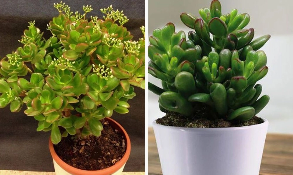 Cây Sen Đá được trồng trong chậu nhỏ với bố cục gọn gàng, dễ đặt ở ban công hoặc bàn làm việc
