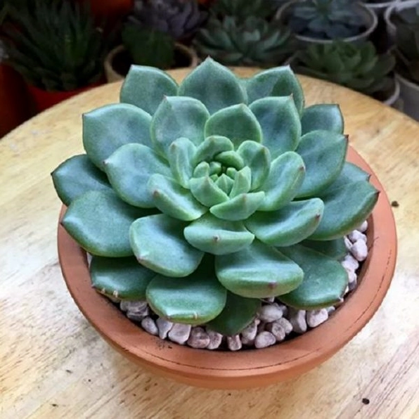 Cây sen đá Echeveria Tippy có lá xếp đều với đầu lá hồng đỏ nổi bật trên nền xanh phấn