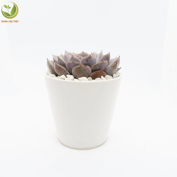 Cây Sen Đá Hồng Phấn nhỏ gọn với lớp phấn sáp mềm và các tầng lá ôm khít vào nhau