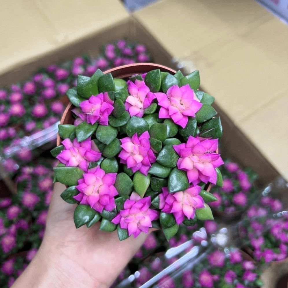Cây Sen Đá Hồng Sao với tán xếp cánh đều, sắc hồng ngọt ngào và dáng nhỏ gọn tinh tế