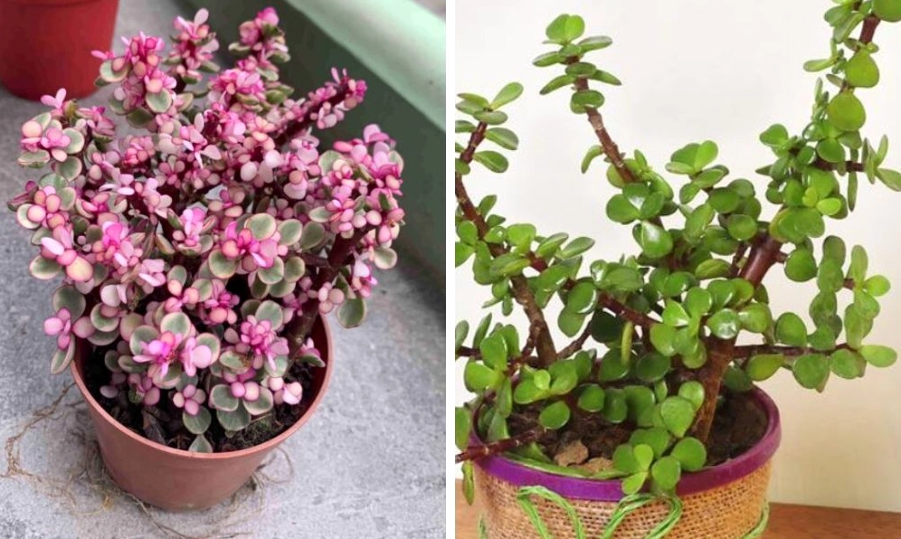 Cây Sen Đá nhỏ khỏe mạnh với lá mọng nước, thích hợp cho người mới tập chăm cây