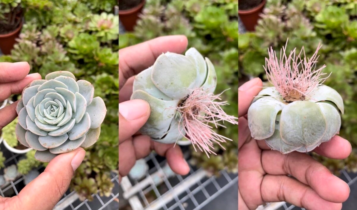 Cây Sen Đá sau khi hủy đỉnh được nhân giống, nhiều chồi mới bật lên quanh thân cây