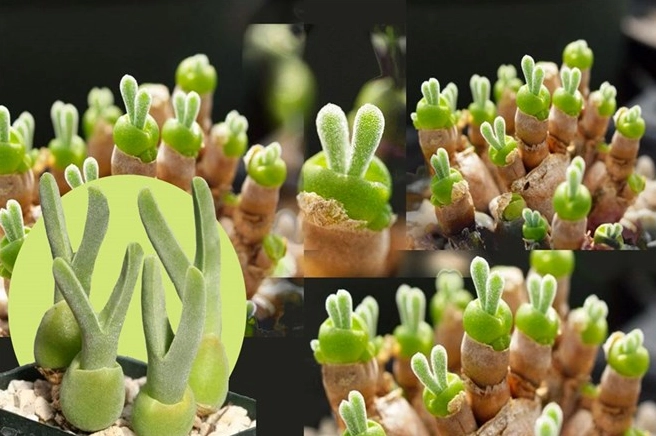 Cây Sen Đá Tai Thỏ được trồng đơn giản trong chậu nhỏ với dáng lá vươn cao gọn gàng
