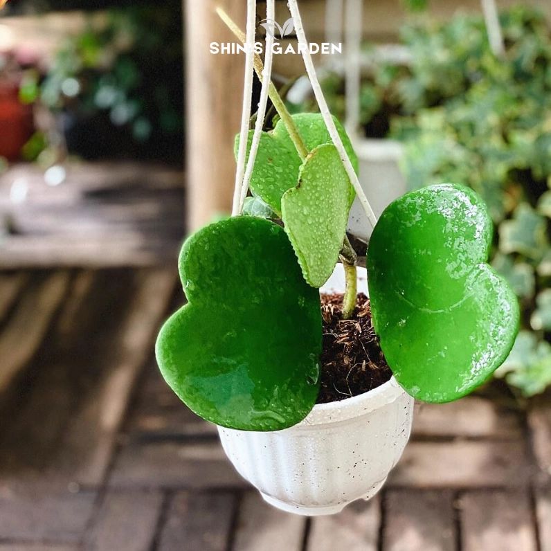 Cây Sen Đá Trái Tim Hoya Kerrii màu xanh bóng trong bố cục ảnh sáng rõ và tinh khiết