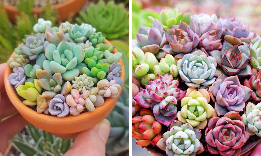 Cây Sen Đá trang trí có dáng nhỏ gọn, màu xanh nhẹ và vẻ ngoài thanh lịch