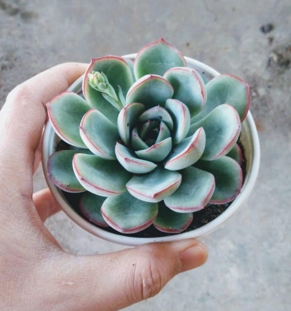 Cây sen đá viền đỏ dáng tròn đầy với lớp lá xanh xếp khít và viền đỏ đều