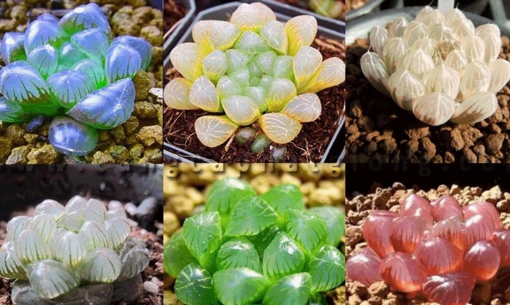 Cây Sen Đá xanh tươi trong chậu nhỏ, lá xếp dày tạo điểm nhấn trang trí tự nhiên
