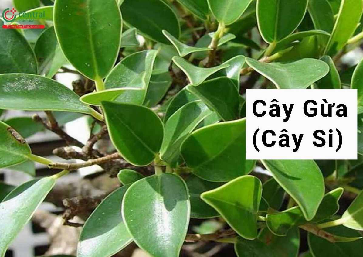 Cây Si còn gọi là Cây Gừa Ficus microcarpa với thân cây chắc khỏe, tán lá xanh đậm và vẻ đẹp cổ thụ