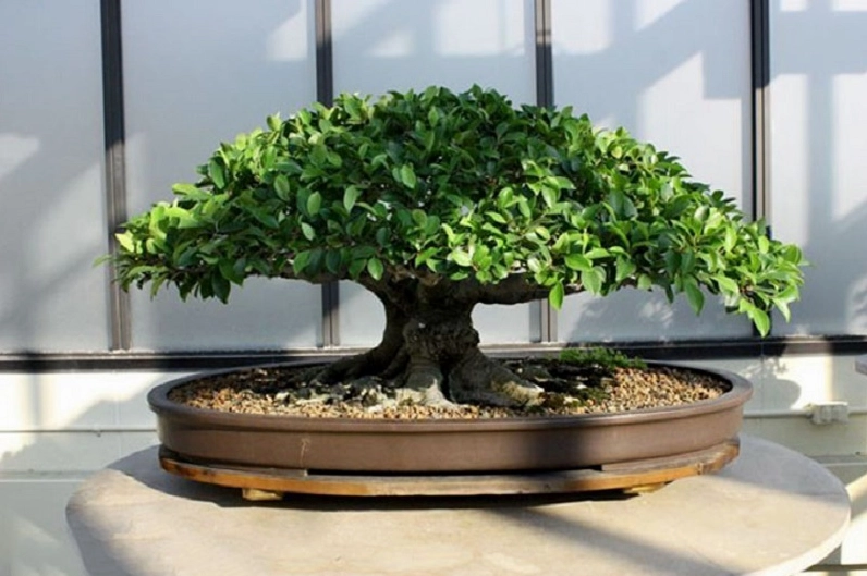 Cây Si được tạo dáng bonsai với thân uốn nghệ thuật, tán lá xanh gọn và vẻ cổ kính trong chậu cảnh