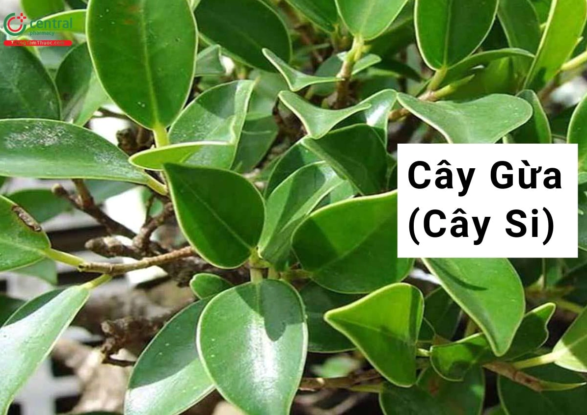 Cây Si hay Cây Gừa Ficus microcarpa hiện lên với thân gỗ vững chãi và tán lá dày xanh đậm