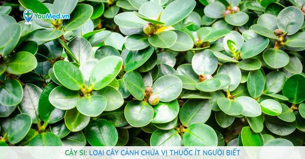 Cây Si xanh tốt trong nhóm cây cảnh tham khảo để so sánh với vẻ mềm mại của Cúc Bách Nhật