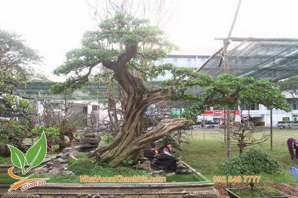 Cây Sơ Ri cổ thụ cao lớn với thân vững chãi và tán lá phủ rộng trong khu vườn xanh mát