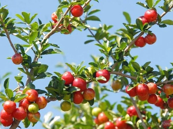 Cây sơ ri thái với tán lá gọn gàng và quả chín đỏ tươi treo thành chùm