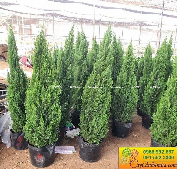 Cây sơn tùng trong sân vườn làm nền vững chãi cho bụi Cây Hồng Phúc mềm mại phía trước