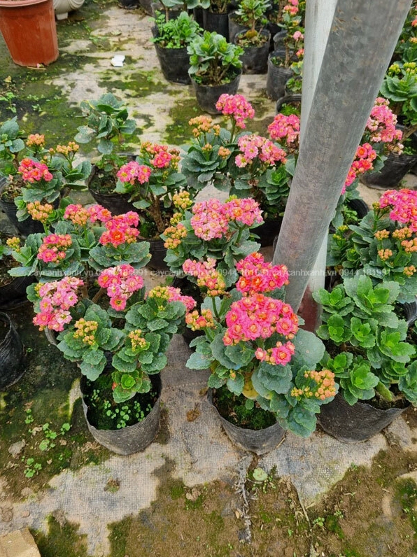 Cây sống đời Thái hoa hồng nhạt nở mềm mại tạo cảm giác ngọt ngào và thanh thoát