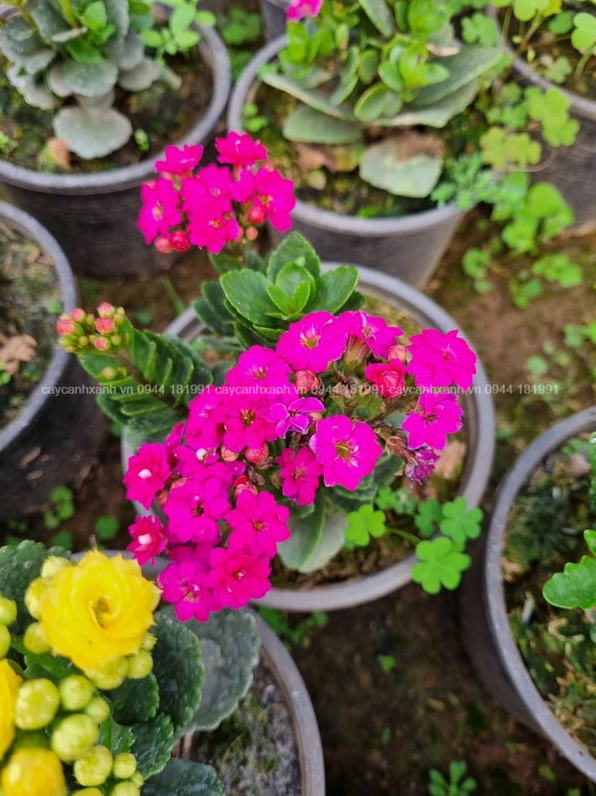 Cây sống đời Thái mang sắc tím dịu dàng với các chùm hoa nổi bật giữa nền lá dày
