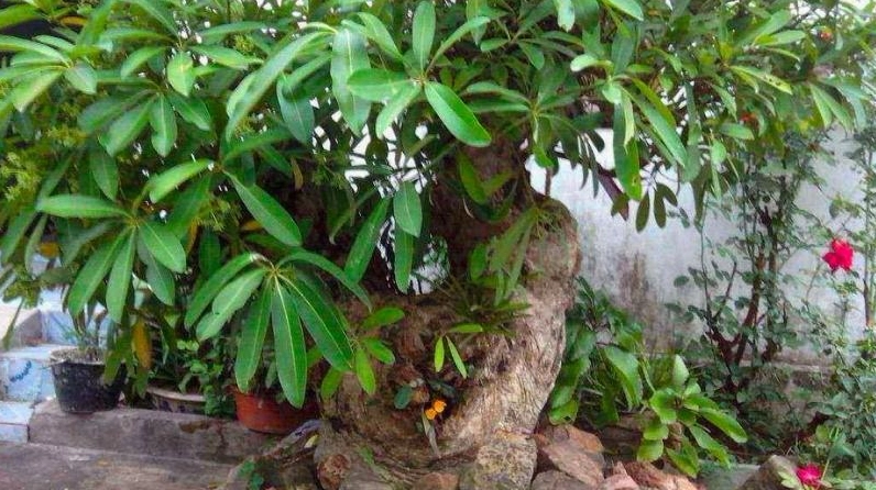 Cây Sộp bonsai nhỏ gọn với thân uốn nghệ thuật và tán lá xanh cân đối