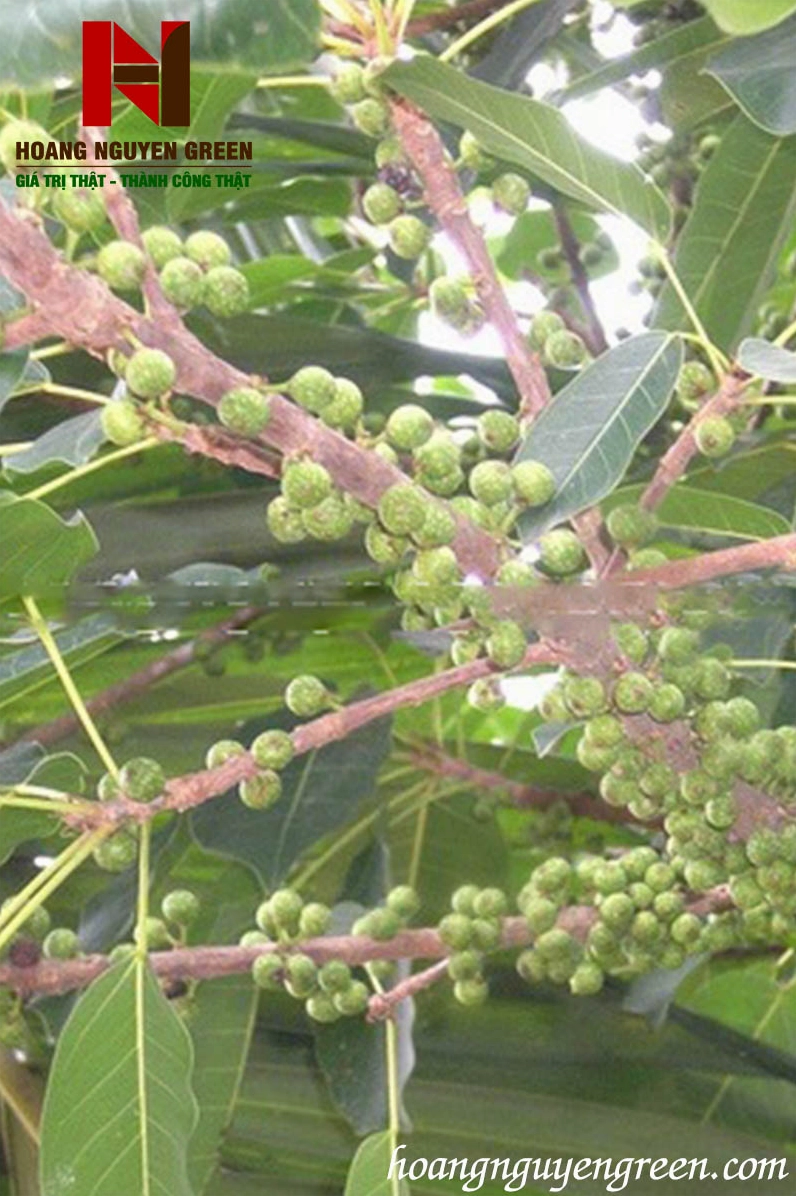 Cây Sộp cảnh có dáng thân khỏe, tán xanh gọn và phù hợp trồng ngoài trời