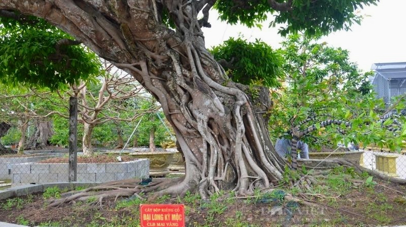 Cây Sộp cổ thụ có thân lớn, tán dày và vẻ đẹp uy nghi giữa thiên nhiên