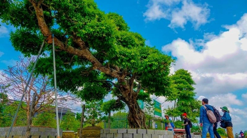 Cây Sộp cổ thụ dáng lạ mắt với thân cây xoắn độc đáo và tán lá nổi bật