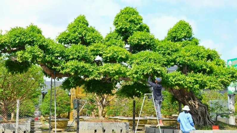 Cây Sộp cổ thụ dáng rồng bay với thân uốn lượn mạnh mẽ và tán xanh xum xuê