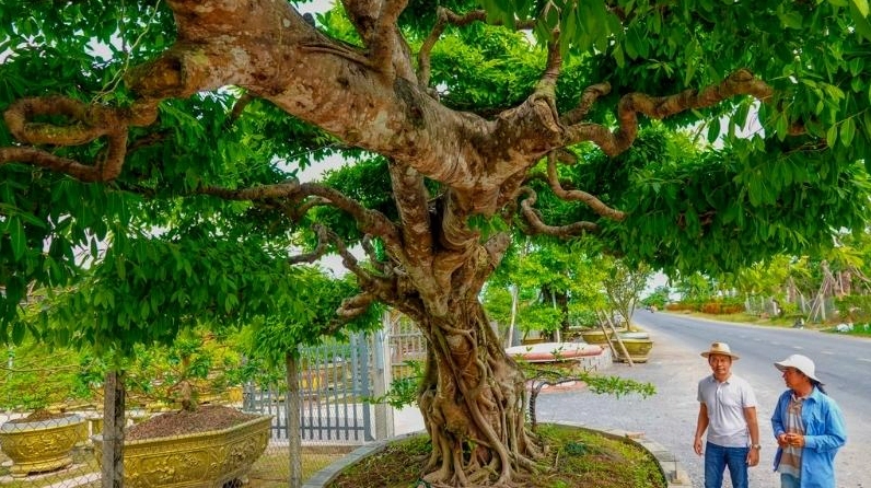 Cây Sộp cổ thụ to lớn với thân vững chắc và dáng đứng bề thế