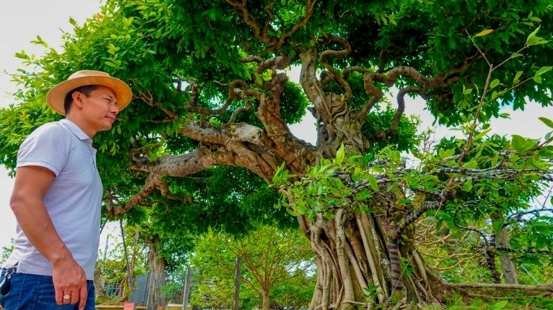 Cây Sộp cổ thụ xanh mát với tán rộng tạo bóng râm dịu mắt
