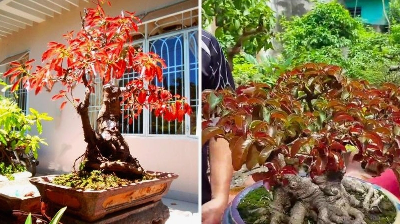 Cây Sộp đỏ đẹp mắt với mảng lá non rực rỡ trên tán cây xanh