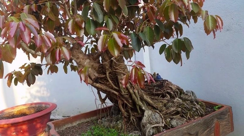 Cây sộp lá đỏ nổi bật với lớp lá non ánh đỏ tía giữa nền xanh