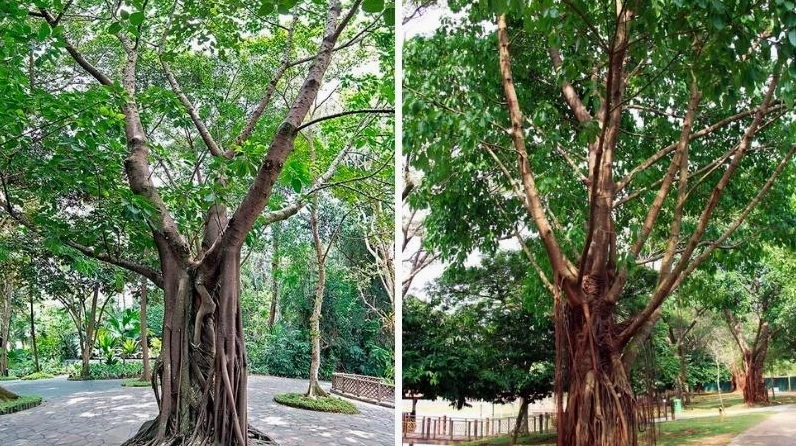 Cây Sộp thân gỗ xanh mát với dáng vươn khỏe trong không gian tự nhiên