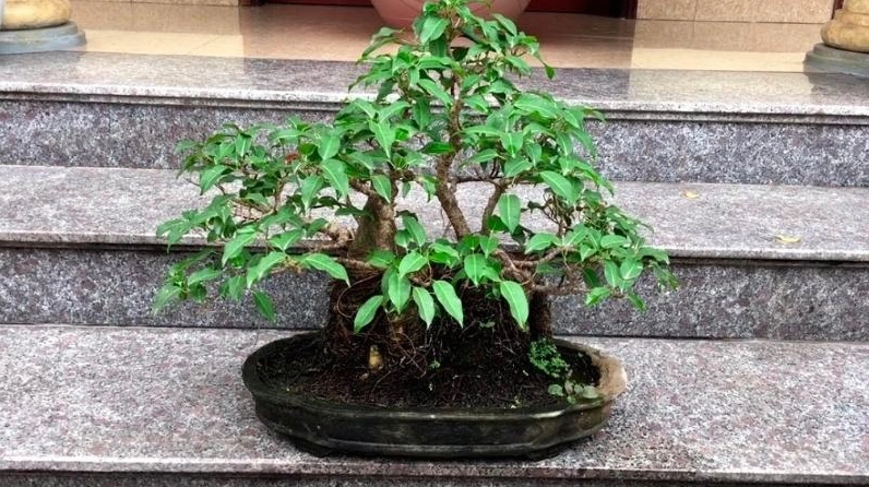 Cây Sộp xanh tốt được giới thiệu với giá trị sử dụng trong đời sống dân gian
