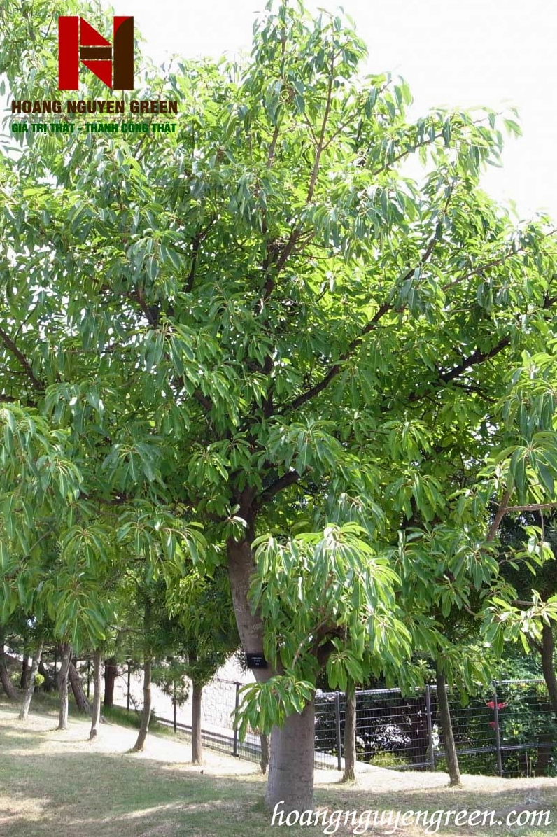 Cây Sộp xanh tốt với thân gỗ chắc khỏe và tán lá tự nhiên